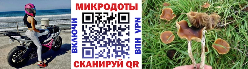 Псилоцибиновые грибы Cubensis  Дербент 